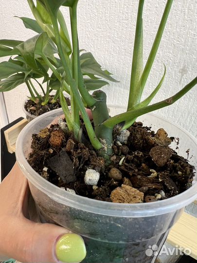 Рафидофора Монстера минима