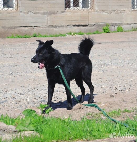 Барри, кобель 4,5 года