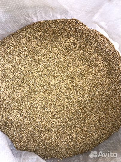 Горчица белая, семена Сидераты Медоносы