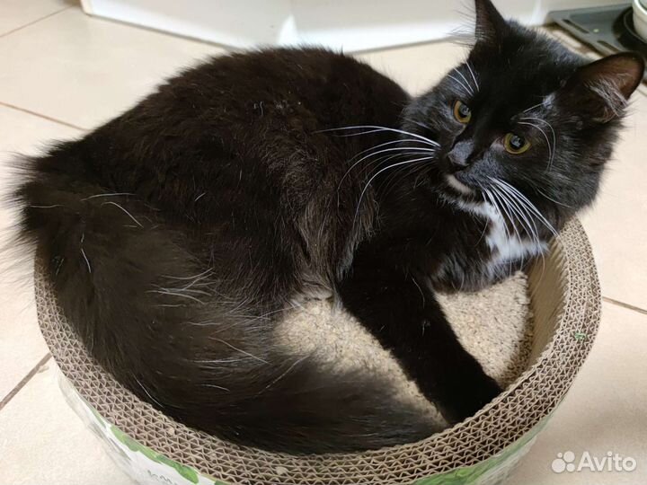 Кошки в добрые руки бесплатно