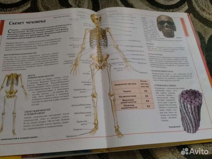 Тело человека книга