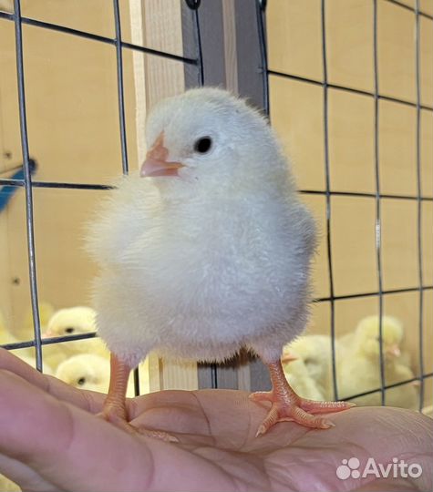 Цыплята бройлеры росс 308(Венгрия)