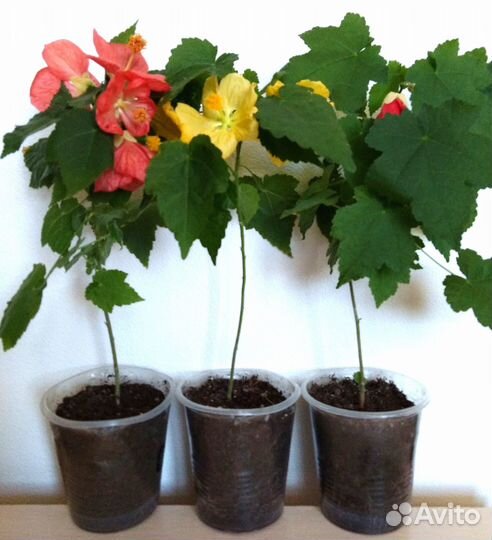 Комнатные растения