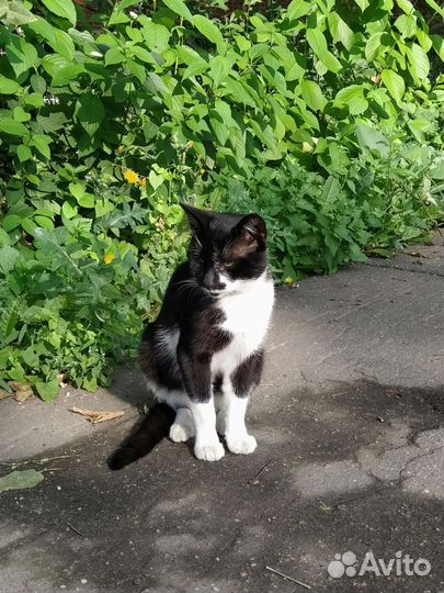 Котик 1 год в дар