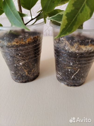 Фикус Кинки