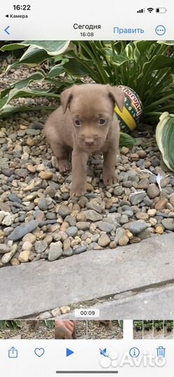 Щенок 2 мес (девочка)