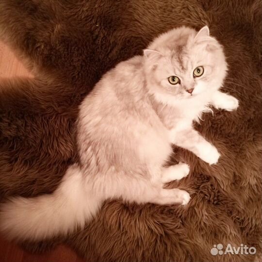 Кот на вязку