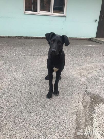 Собака в добрые руки