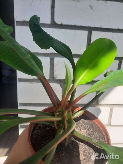 Отдам бесплатно