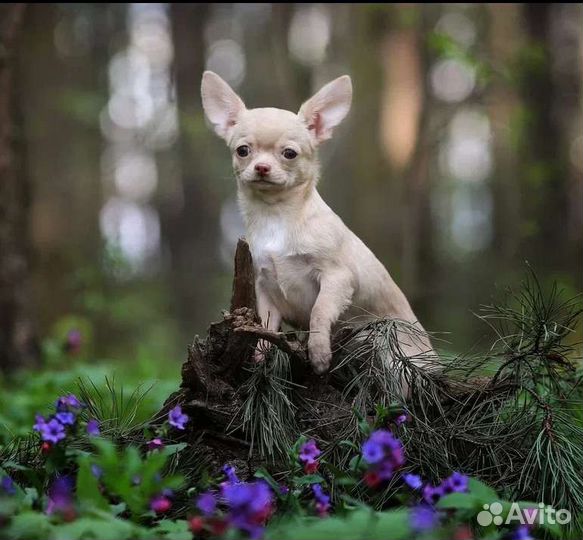 Чихуахуа Девочка стандартного размера