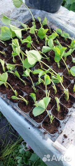 Рассада клубники