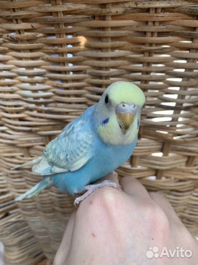 Ручные птенцы волнистого попугая