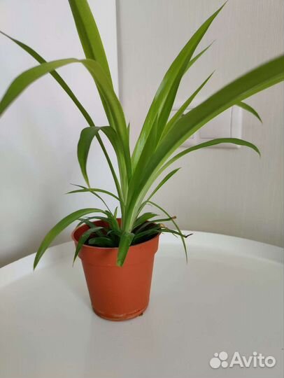 Хлорофитум