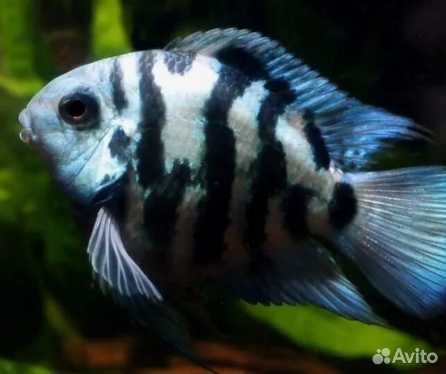 Попугай тигровый синий / панда, забавная цихлида