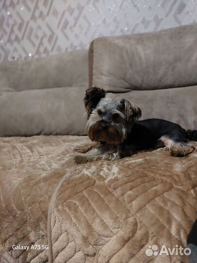 Йоркширский терьер мини