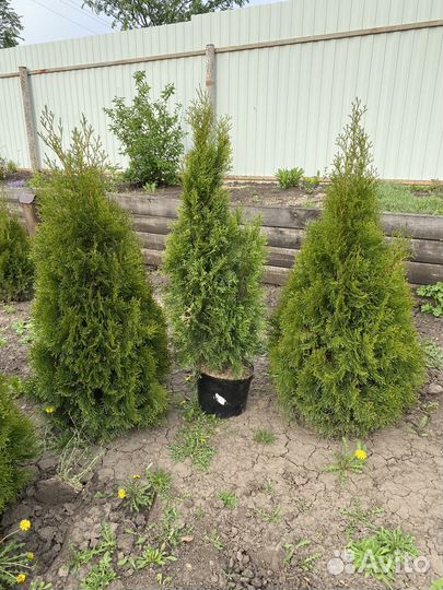 Туя Смарагд