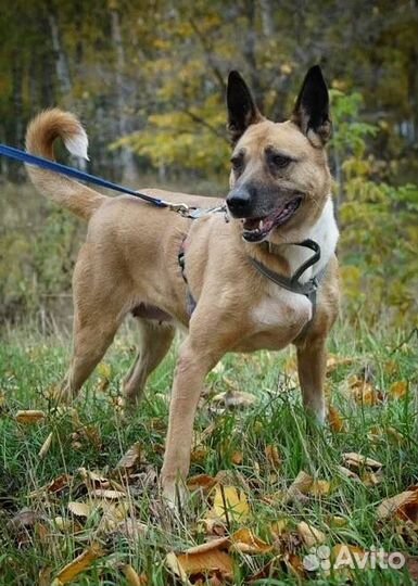 Собака из приюта ищет хозяина