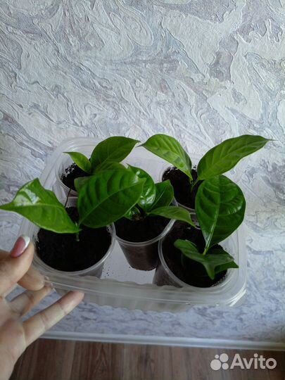 Табернемонтана