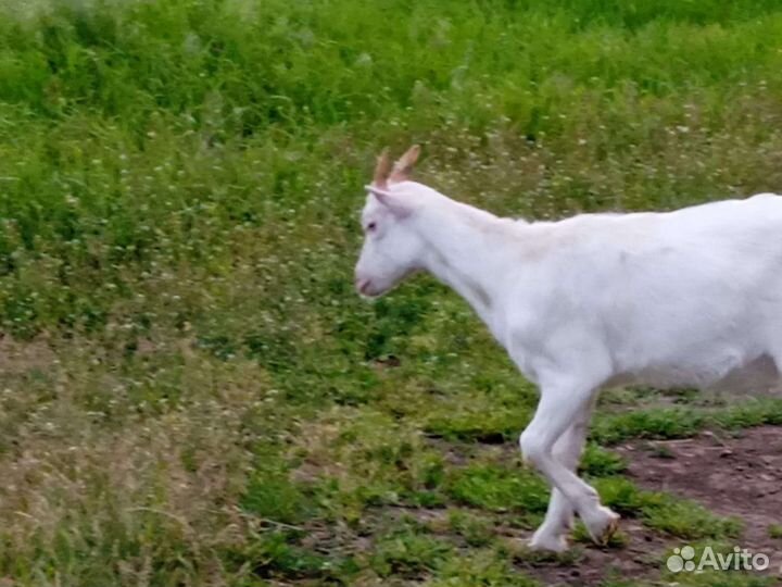 Козочка Ламанча