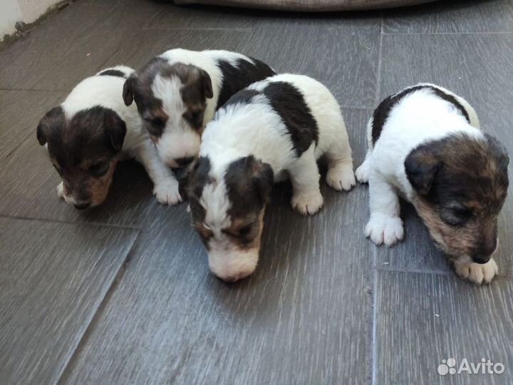 Щенки фокстерьера жескошерстый