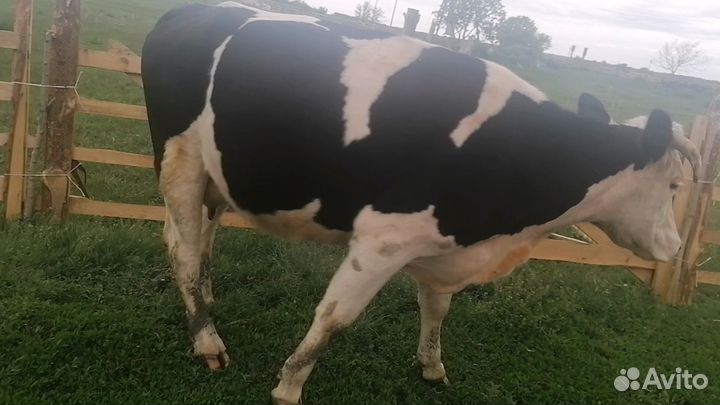 Корова дойная