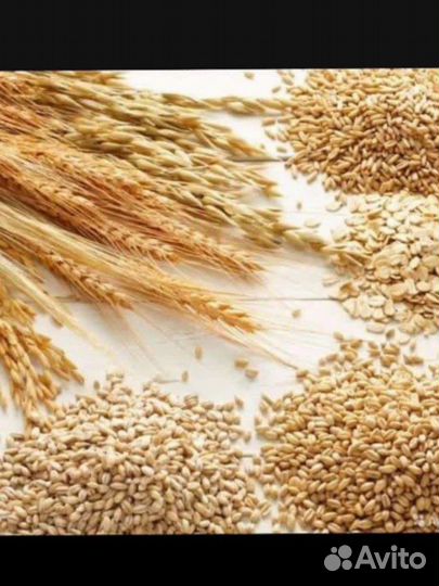 Пшеница ячмень