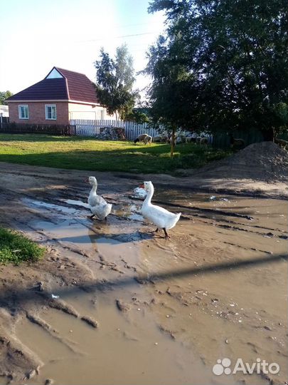 Холмогорские гуси