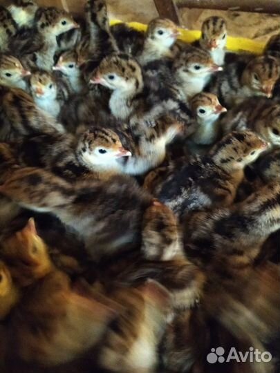 Инкубационное яйцо индейки