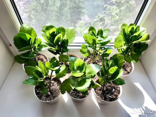 Комнатные домашние растения