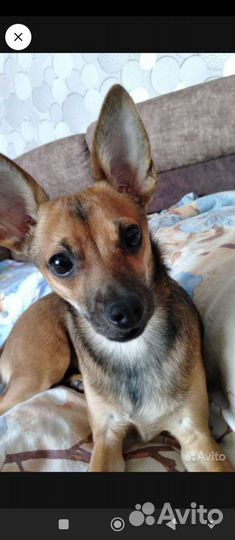 Вязка русский той -терьер