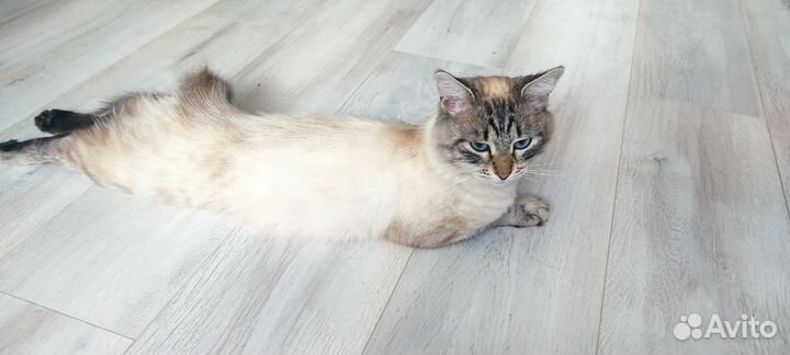Красивый кот