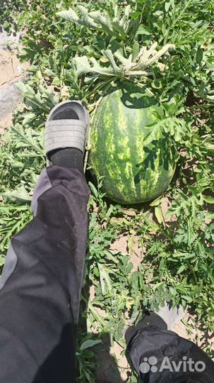 Продукты питание