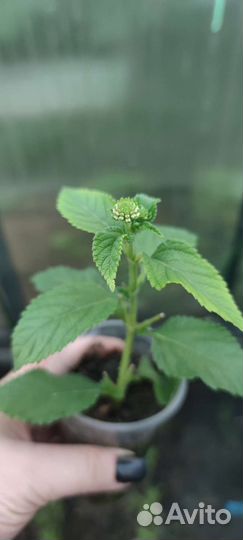 Лантана camaro