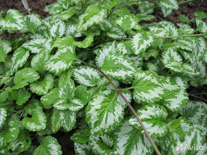 Многолетние цветы