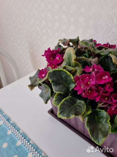 Листики фиалки