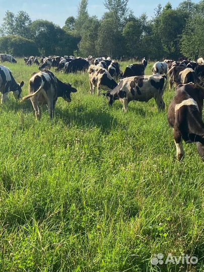 Бычки и быки на мясо