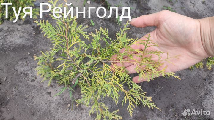 Туя шаровидная