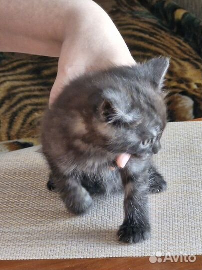 Отдам в хорошие руки котенка