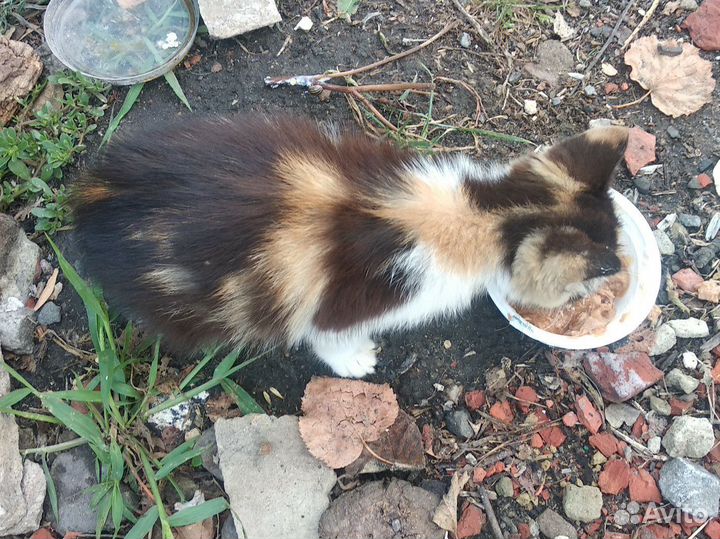 Котята в добрые руки 1.5-2мес
