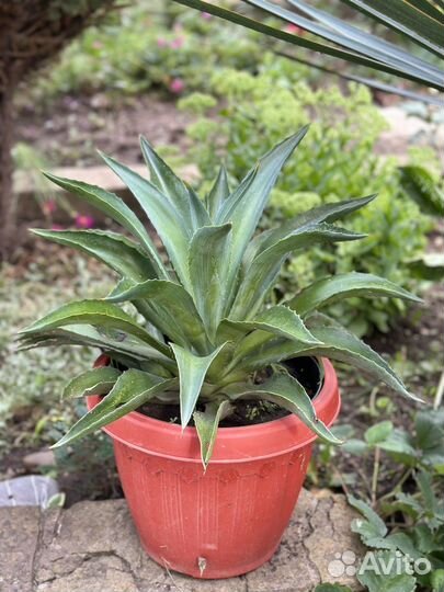 Агавы шикарные в горшке