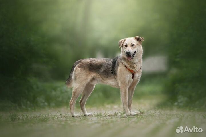 Собака-улыбка в добрые руки