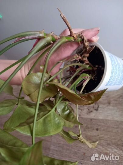 Сингониум Империал, Брокант, конфети, панда, др