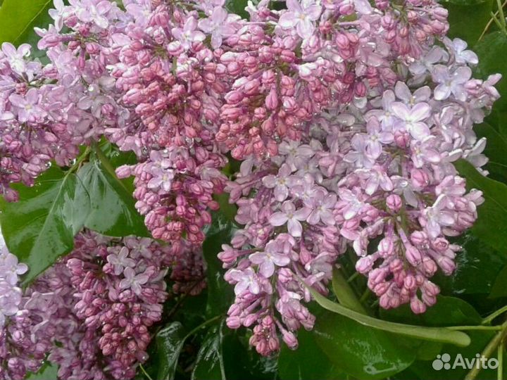 Выборг Саженцы Персидской, Венгерской, обыкновенно