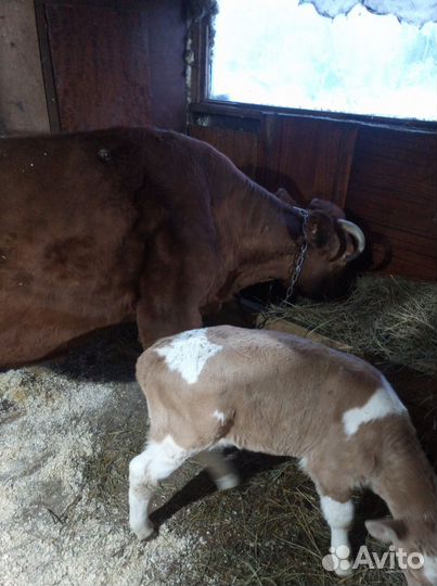 Домашние животные