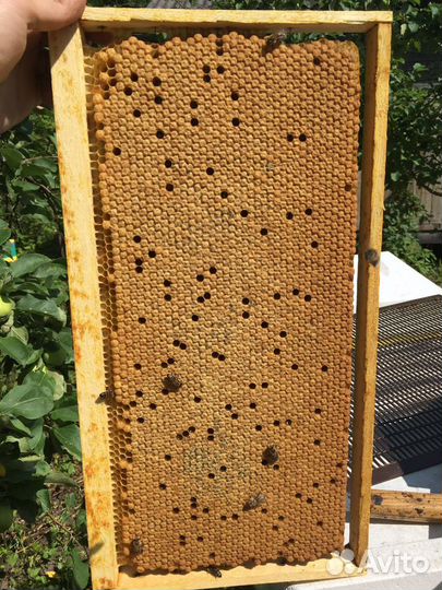 Матки плодные Карника Бакфаст