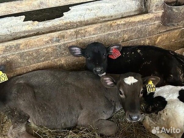 Отпоенные телята