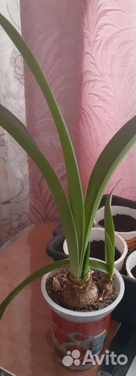 Гиппеаструм луковицы детка