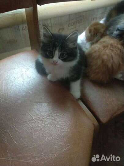 Кошки шотландцы