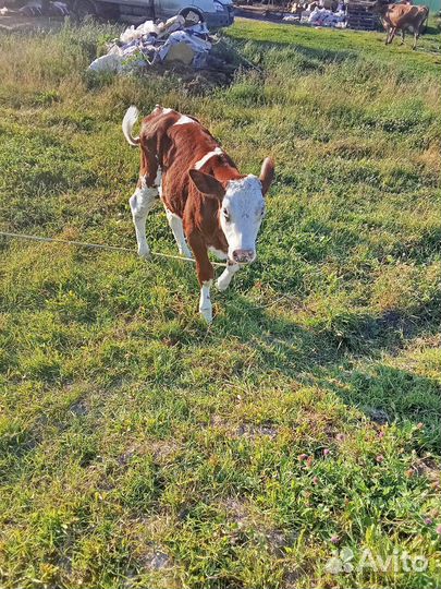 Продам телку