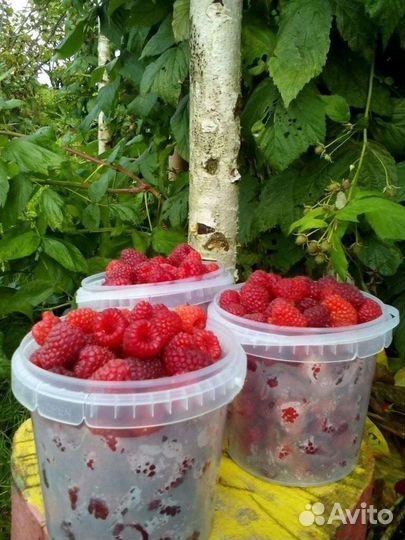 Саженцы малины ремонтантной сорт Брянское диво